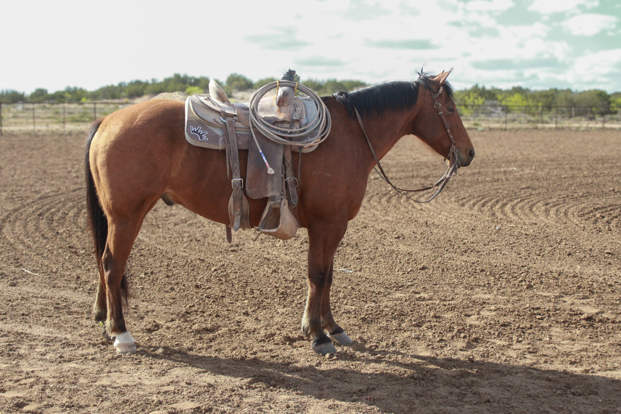 Spade Ranch Lot 66 – WHC Ranch Horse Sale